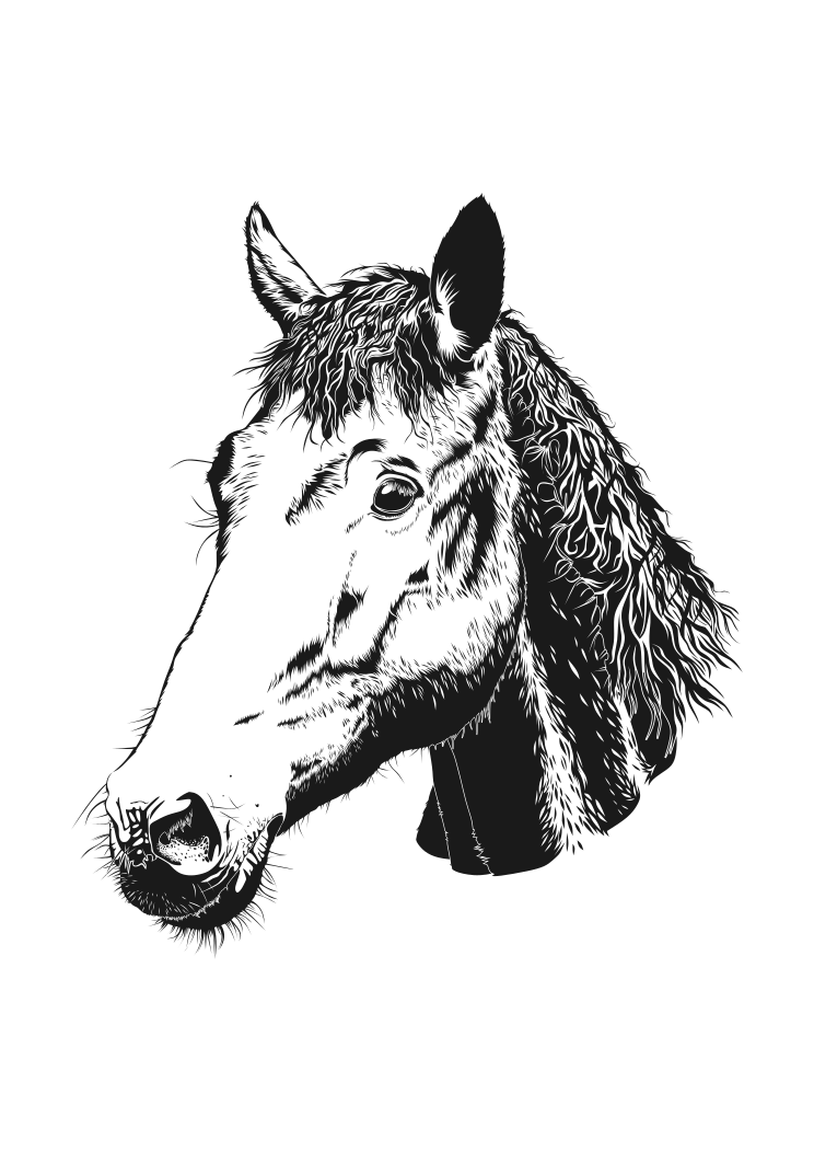 Download Horse Head Black and White Clipart Free SVG FIle - SvgHeart.com