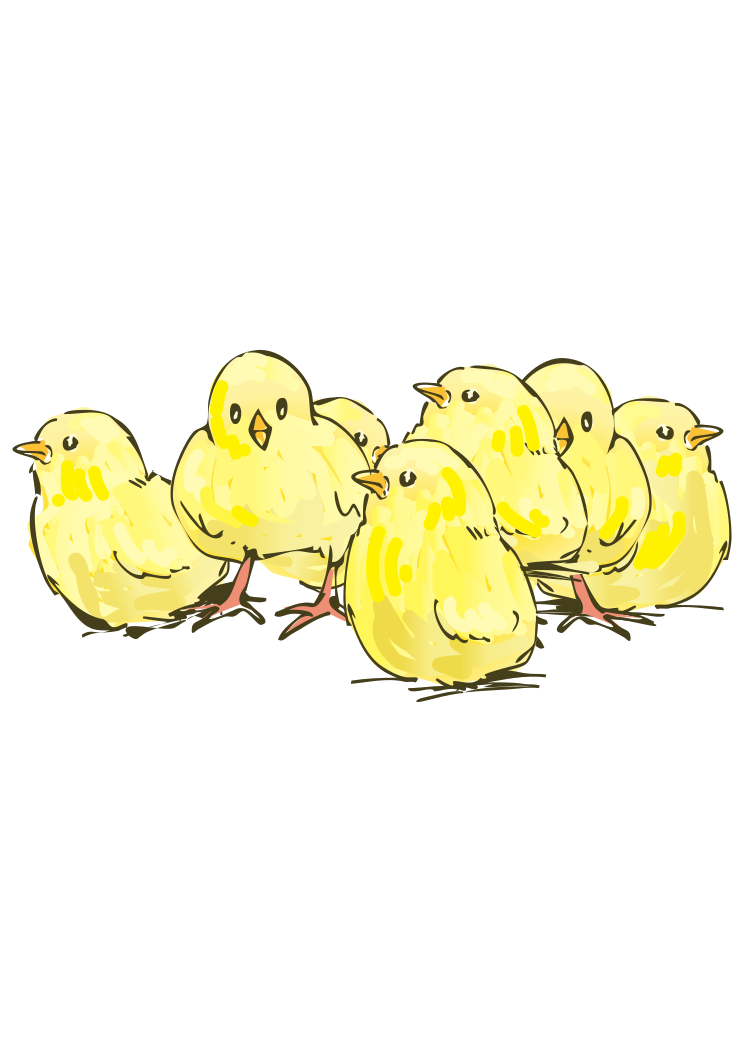 clipart chicks